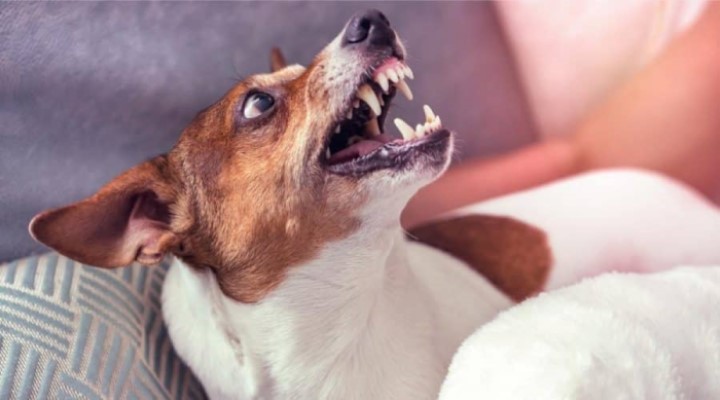 Aggression in Dogs